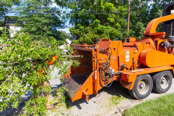 Best Best Tree Removal Services  in Florence, AL